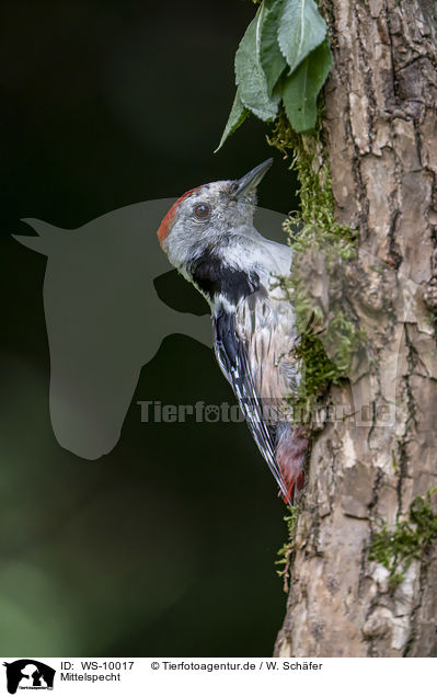 Mittelspecht / middle spotted woodpecker / WS-10017