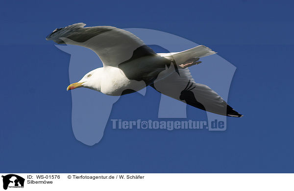 Silbermwe / Herring Gull / WS-01576