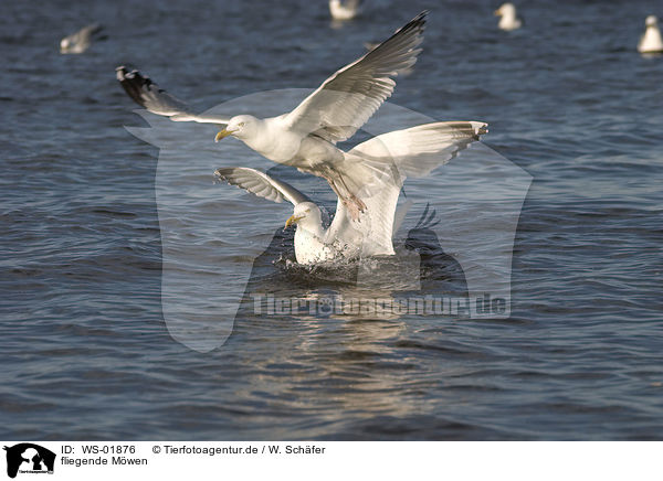 fliegende Mwen / flying gulls / WS-01876