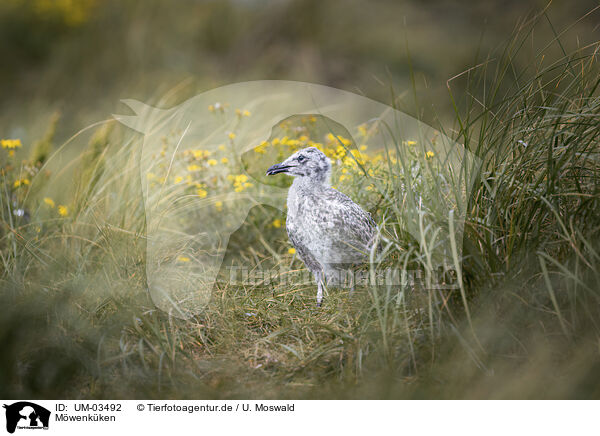 Mwenkken / seagull chick / UM-03492