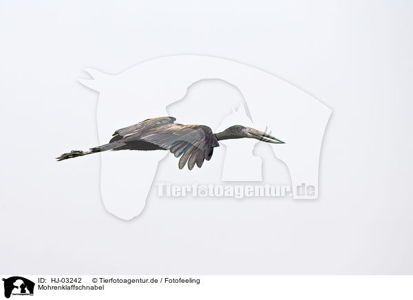 Mohrenklaffschnabel / african openbill stork / HJ-03242