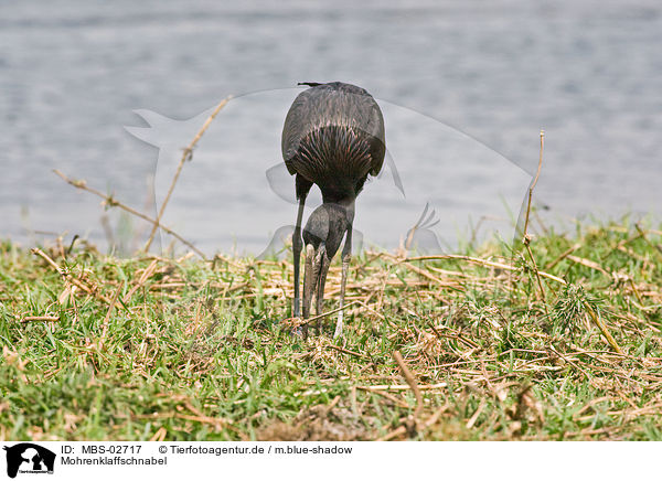 Mohrenklaffschnabel / African openbill stork / MBS-02717