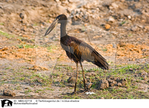 Mohrenklaffschnabel / African openbill stork / MBS-02718