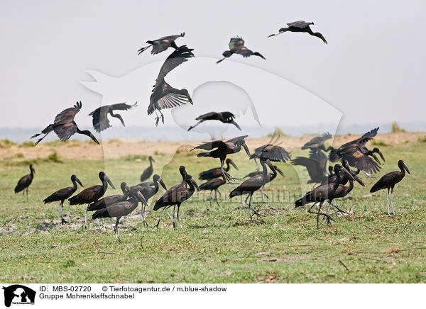 Gruppe Mohrenklaffschnabel / African openbill storks / MBS-02720