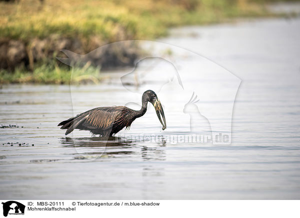 Mohrenklaffschnabel / Mohrenklaffschnabel / MBS-20111