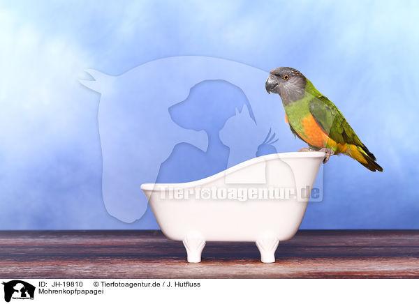 Mohrenkopfpapagei / Senegal parrot / JH-19810