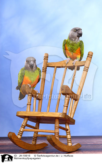 Mohrenkopfpapageien / Senegal parrots / JH-19816