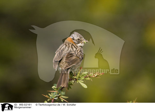 Morgenammer / Rufous-collared Sparrow / WS-02161
