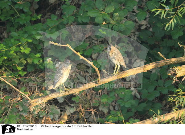 Nachtreiher / black-crowned night heron / FF-02613