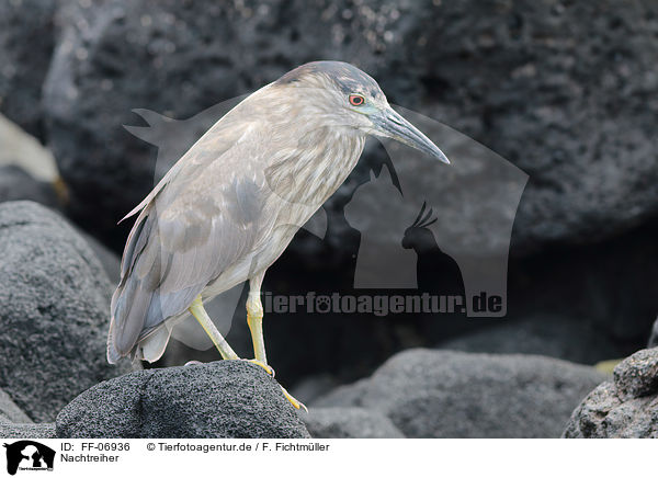 Nachtreiher / black-crowned night heron / FF-06936