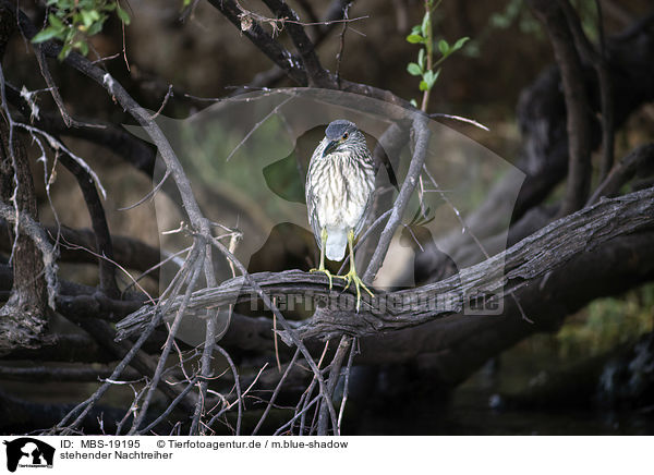 stehender Nachtreiher / standing Night Heron / MBS-19195