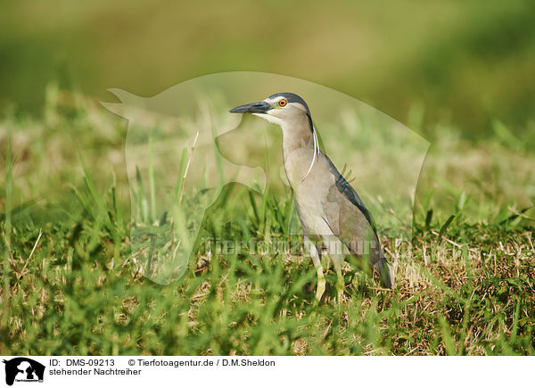 stehender Nachtreiher / standing Night Heron / DMS-09213