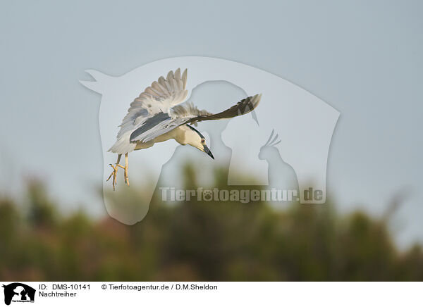 Nachtreiher / black-crowned night heron / DMS-10141