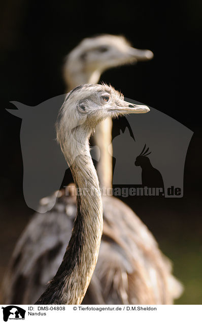 Nandus / greater rheas / DMS-04808