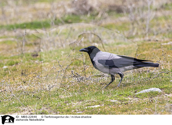 stehende Nebelkrhe / standing Hooded Crow / MBS-22646