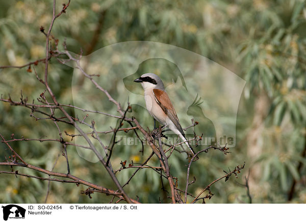 Neuntter / red-backed shrike / SO-02454