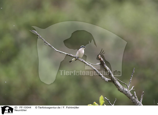 Neuntter / Red-backed Shrike / FF-10044