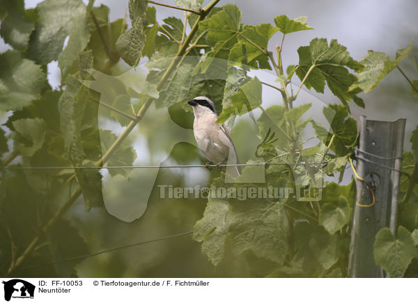 Neuntter / Red-backed Shrike / FF-10053