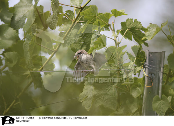 Neuntter / Red-backed Shrike / FF-10056