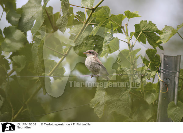 Neuntter / Red-backed Shrike / FF-10058