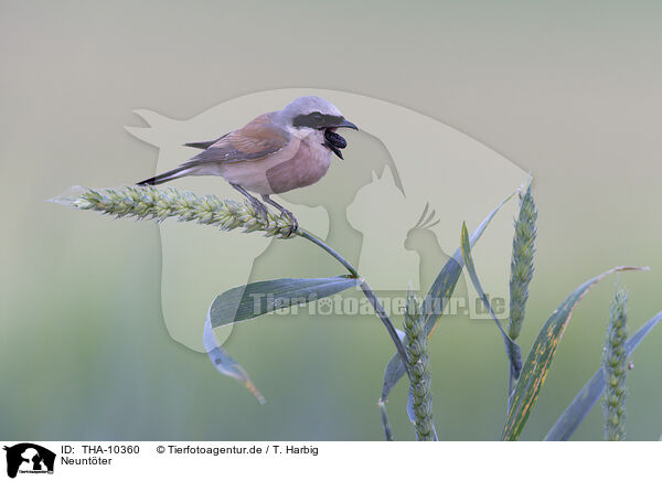 Neuntter / red-backed shrike / THA-10360