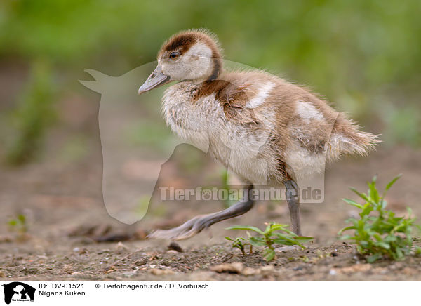 Nilgans Kken / egyptian goose / DV-01521