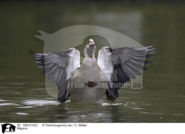 Nilgans / Egyptian goose / CM-01422