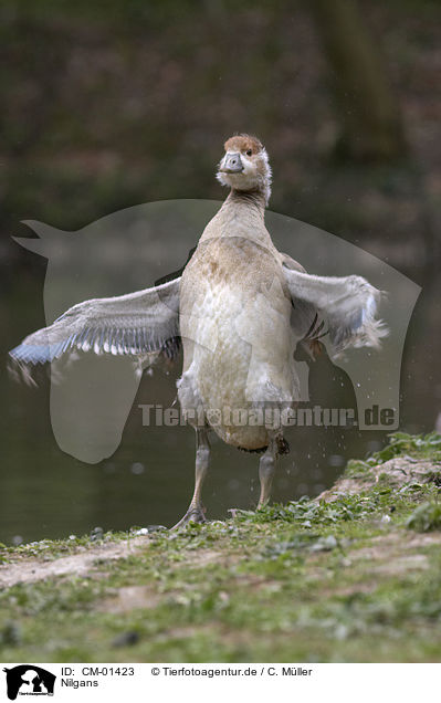 Nilgans / Egyptian goose / CM-01423