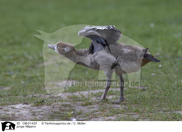 junge Nilgans / young Egyptian goose / CM-01425