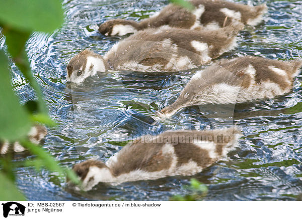 junge Nilgnse / young Egyptian geese / MBS-02567