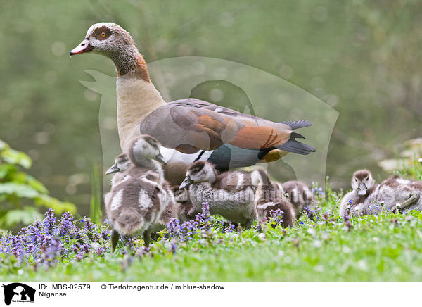 Nilgnse / Egyptian geese / MBS-02579