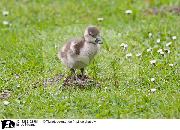 junge Nilgans / young Egyptian goose / MBS-02581