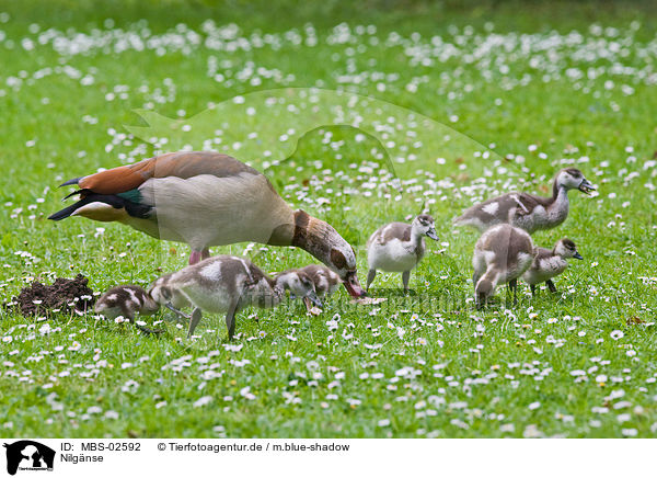 Nilgnse / Egyptian geese / MBS-02592