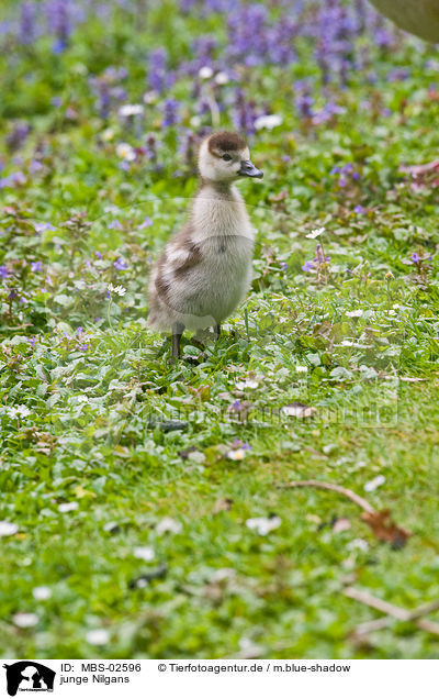 junge Nilgans / young Egyptian goose / MBS-02596