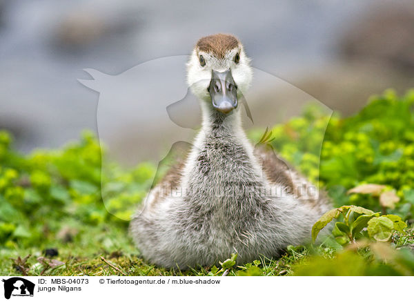junge Nilgans / young Egyptian goose / MBS-04073