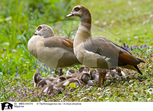 Nilgnse / Egyptian geese / MBS-04079