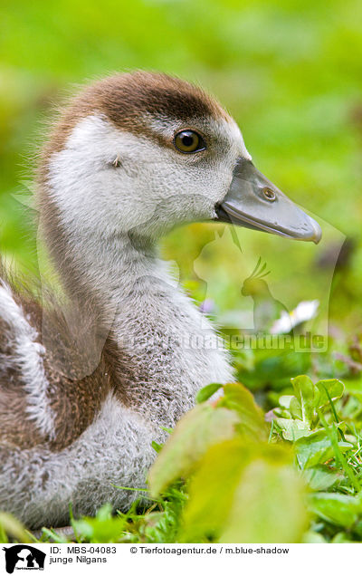 junge Nilgans / young Egyptian goose / MBS-04083