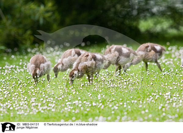 junge Nilgnse / young Egyptian geese / MBS-04131