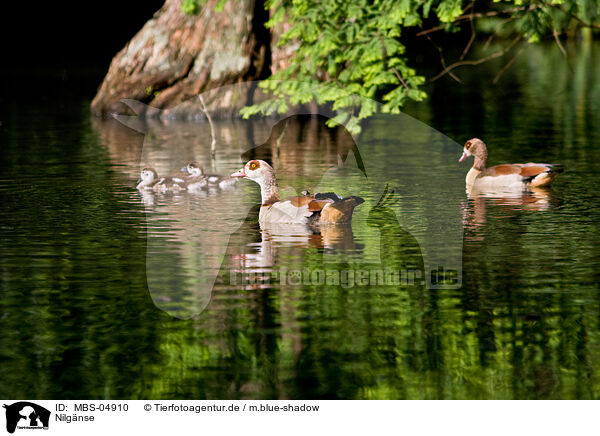 Nilgnse / Egyptian geese / MBS-04910