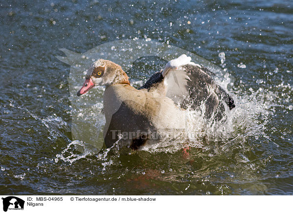 Nilgans / Egyptian goose / MBS-04965