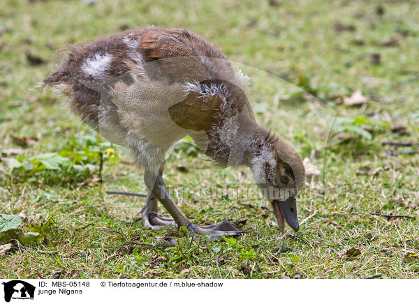 junge Nilgans / young Egyptian goose / MBS-05148