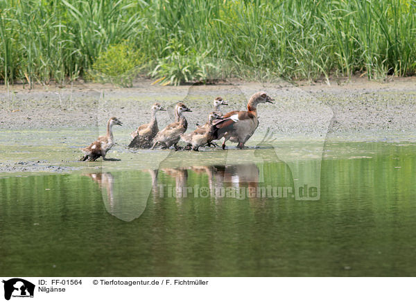 Nilgnse / Egyptian geese / FF-01564