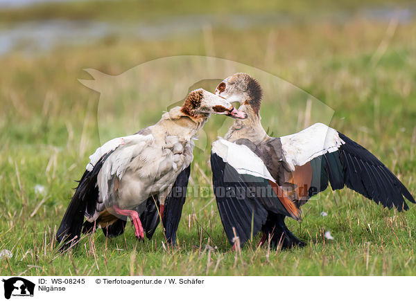 Nilgnse / Egyptian geese / WS-08245