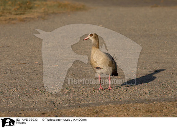 Nilgans / Egyptian goose / AVD-05933