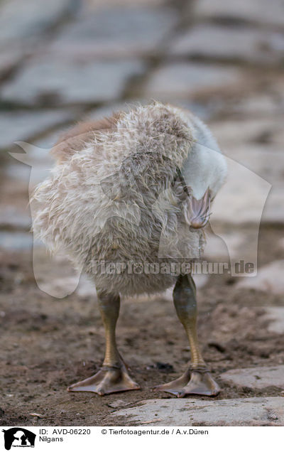 Nilgans / Egyptian goose / AVD-06220