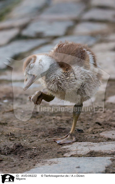 Nilgans / Egyptian goose / AVD-06222