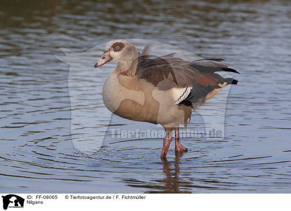 Nilgans / Egyptian goose / FF-08065