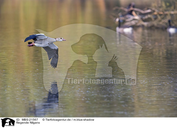 fliegende Nilgans / flying Egyptian Goose / MBS-21567