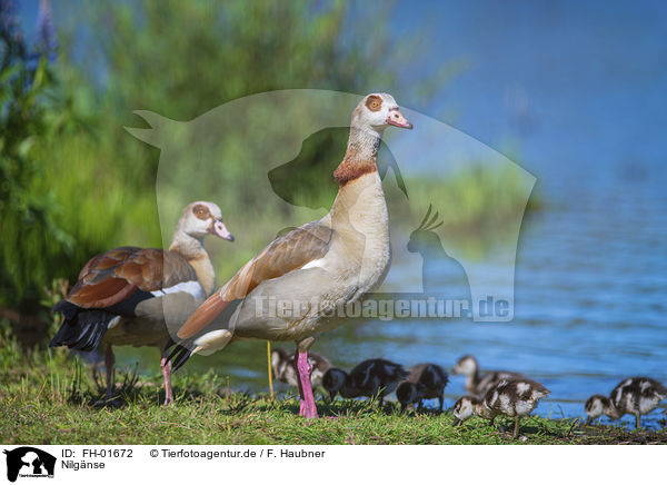 Nilgnse / Egyptian Goose / FH-01672