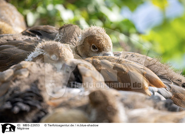 Nilgnse / Egyptian Geese / MBS-22653